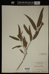 Salix nigra image