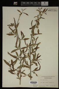 Salix nigra image