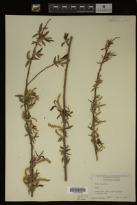 Salix nigra image