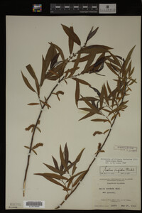 Salix nigra image