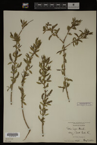 Salix nigra image