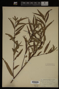Salix nigra image