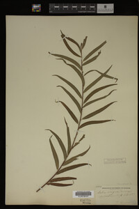 Salix nigra image