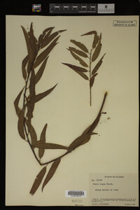 Salix nigra image