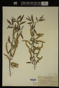 Salix nigra image