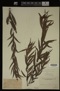 Salix nigra image