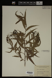 Salix nigra image