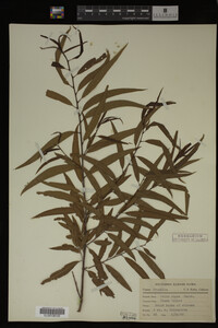 Salix nigra image