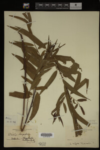 Salix nigra image