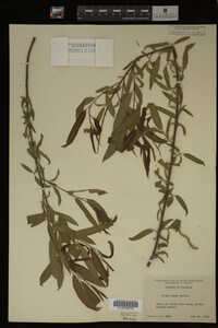 Salix nigra image