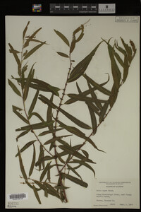 Salix nigra image