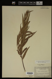 Salix nigra image