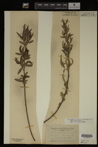 Image Associated With the Occurrence