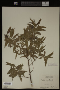 Salix nigra image