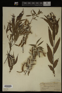 Salix nigra image