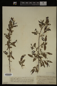 Salix nigra image