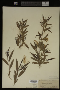 Salix nigra image