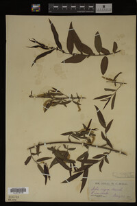 Salix nigra image