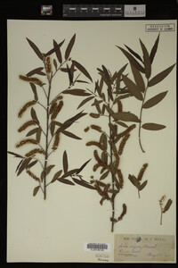Salix nigra image