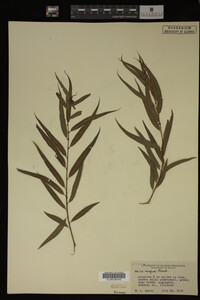 Salix nigra image