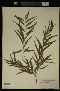 Salix nigra image