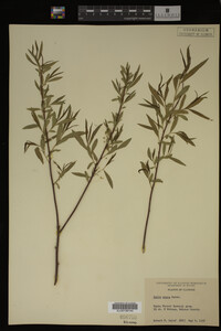 Salix nigra image