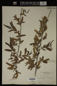 Salix nigra image