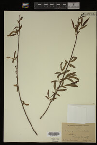 Salix nigra image