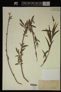 Salix nigra image