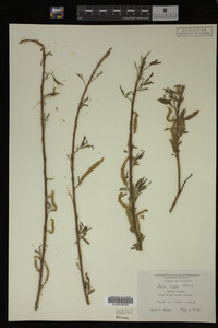 Salix nigra image