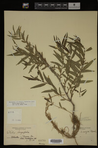 Salix nigra image