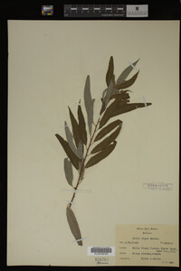 Salix nigra image
