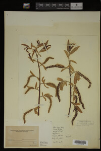 Salix nigra image