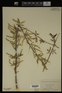 Salix nigra image