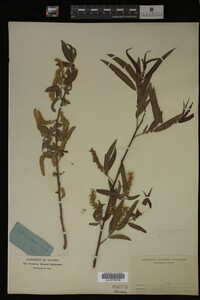 Salix nigra image