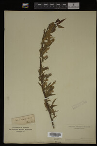 Salix nigra image