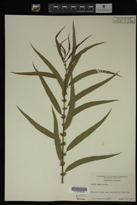 Salix nigra image
