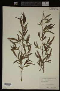 Salix nigra image