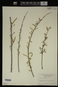 Salix nigra image