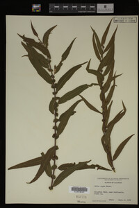 Salix nigra image