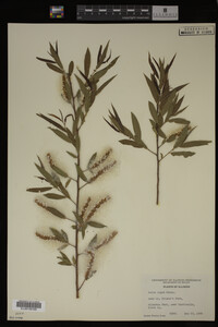 Salix nigra image