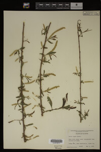 Salix nigra image