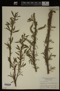 Salix nigra image