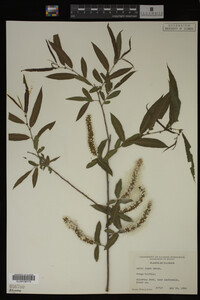 Salix nigra image