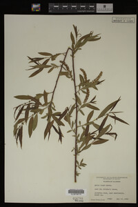 Salix nigra image