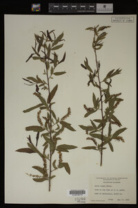 Salix nigra image