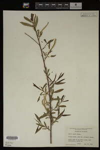 Salix nigra image
