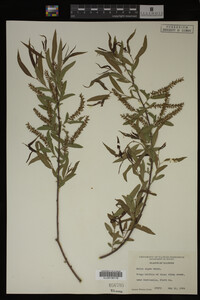 Salix nigra image