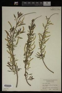 Image Associated With the Occurrence