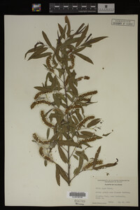 Salix nigra image